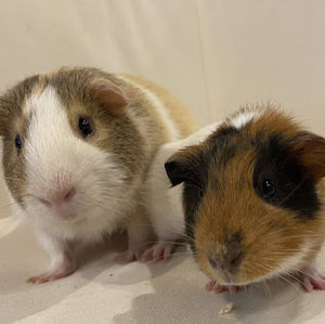 Meet your Posher, Darbie